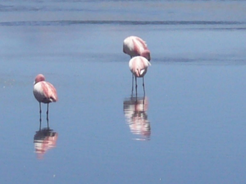 Travel - Bolivia - Salar De Uyuni - The Lakes